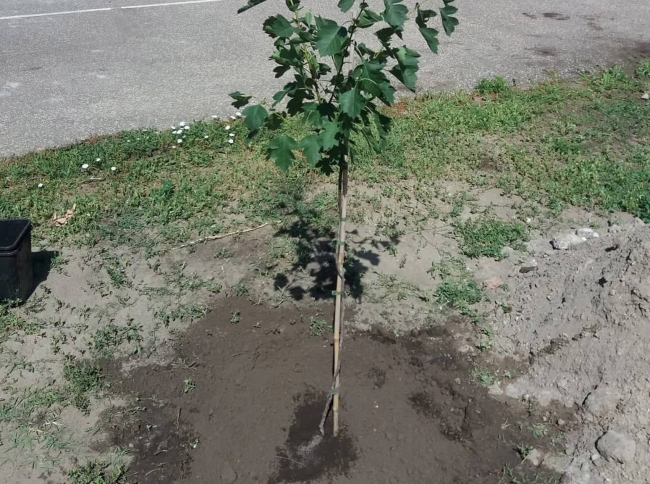 Elultettuk a ballagok fajat